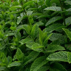 Mentha piperita